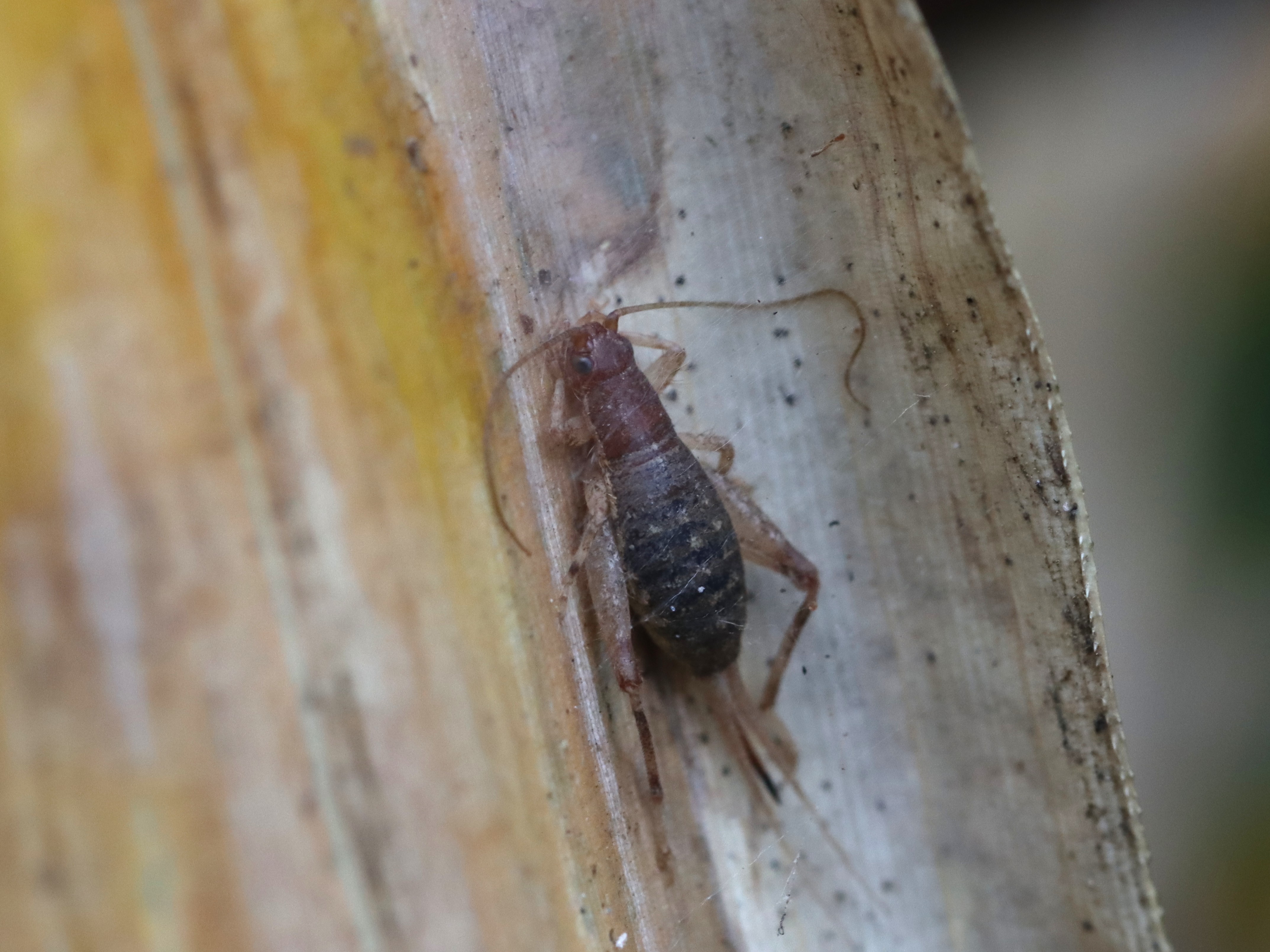 �J�l�^�^�L